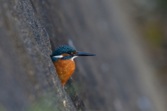 コンクリート好きですか？