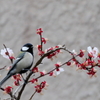 梅とシジュウカラ