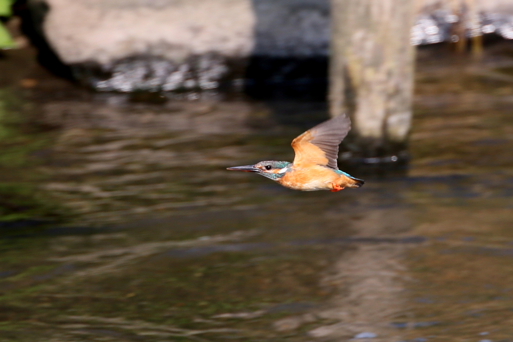 ママセミさん１