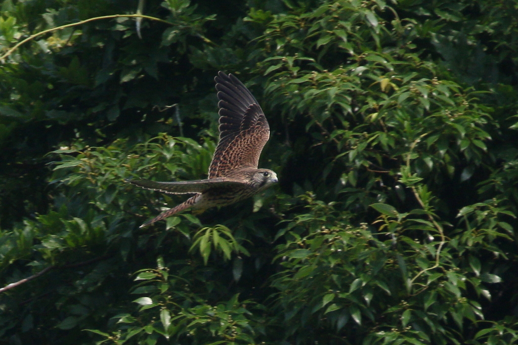 チョウゲンボウ