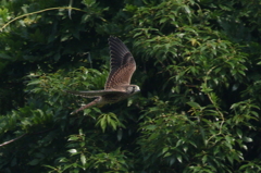 チョウゲンボウ