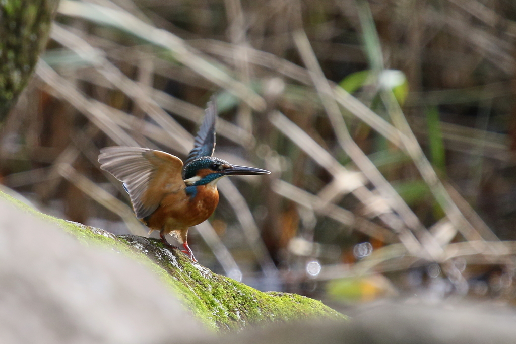 今日のカワ子ちゃん
