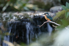 カワセミがいる風景