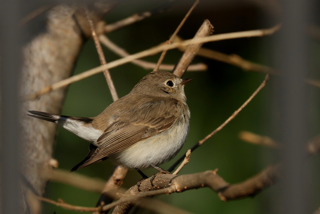 ニシオジロビタキさん5