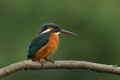 今日のカワ子ちゃん