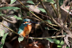 今日のカワ子ちゃん