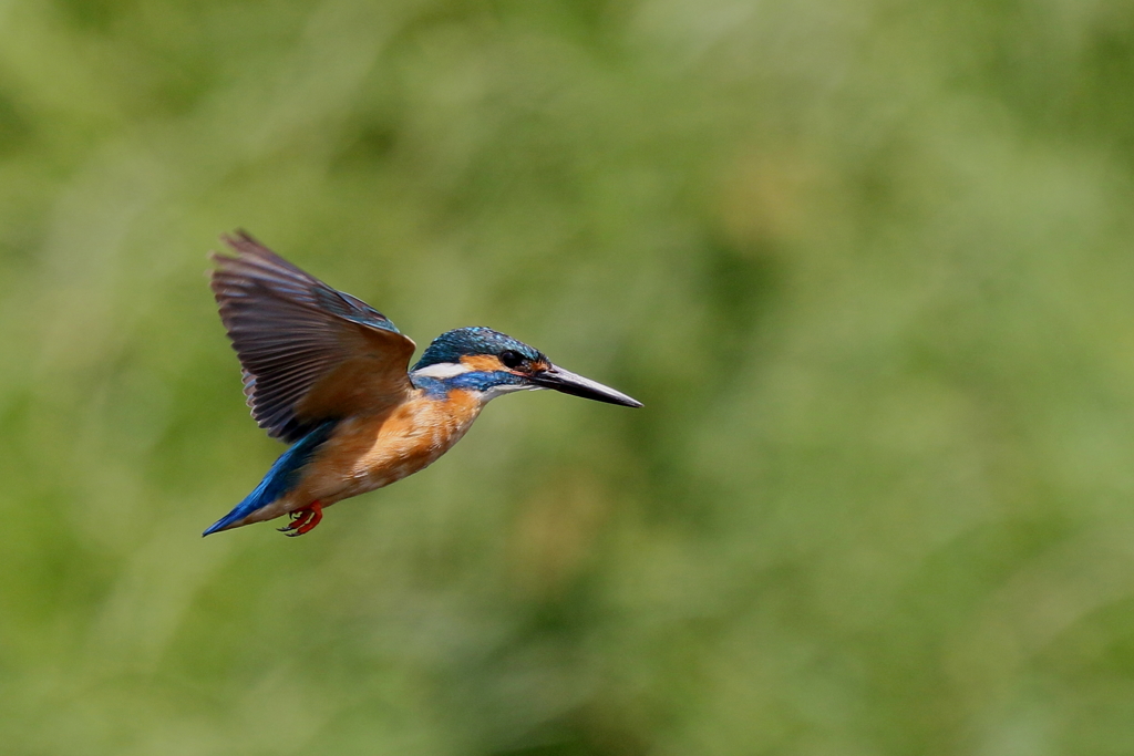 今日のパパカワ