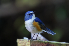 ルリビタキ君１