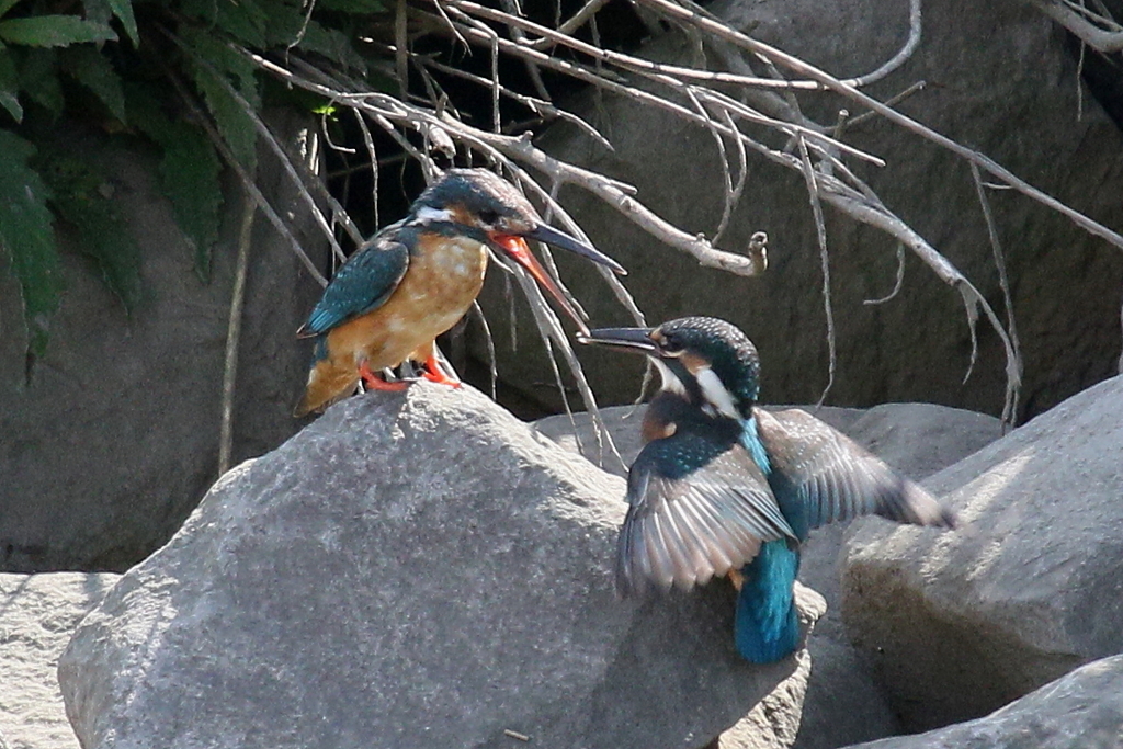 カワセミ親子２