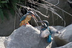 カワセミ親子２