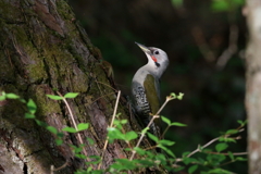 アオゲラさん２