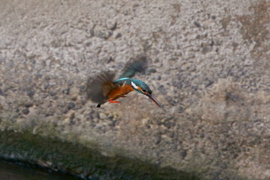 カワ子ちゃん２