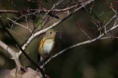 ルリビタキさん２