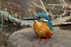 今日のカワセミ君