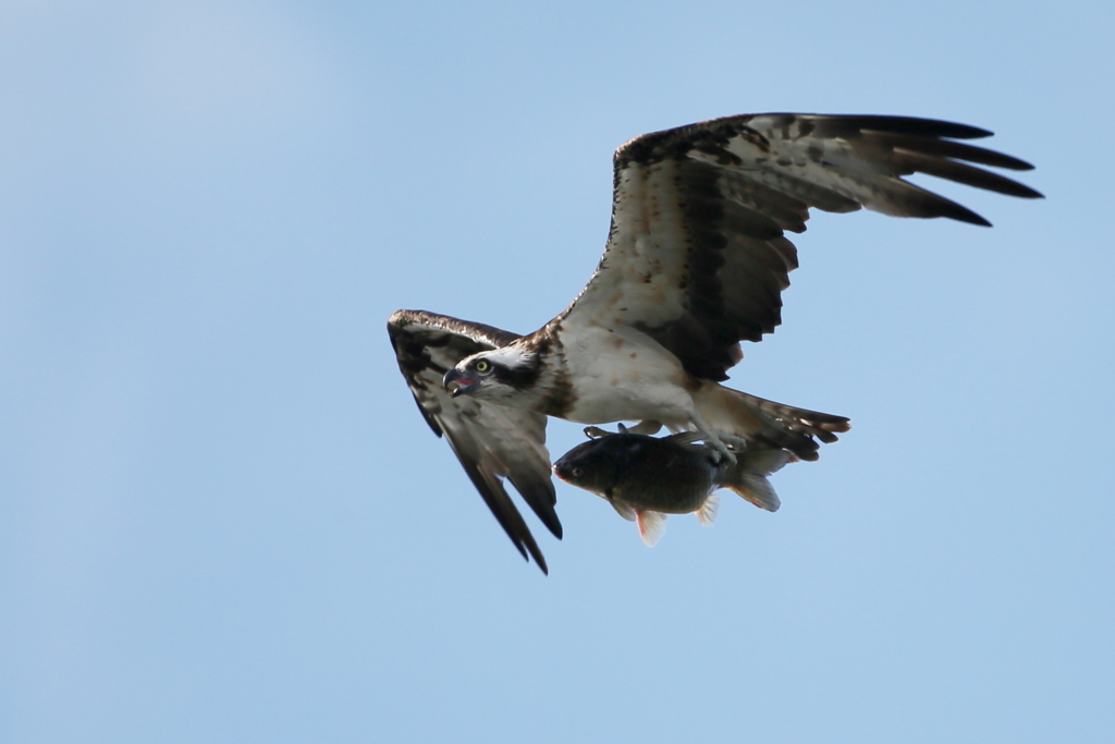 デモフライト２