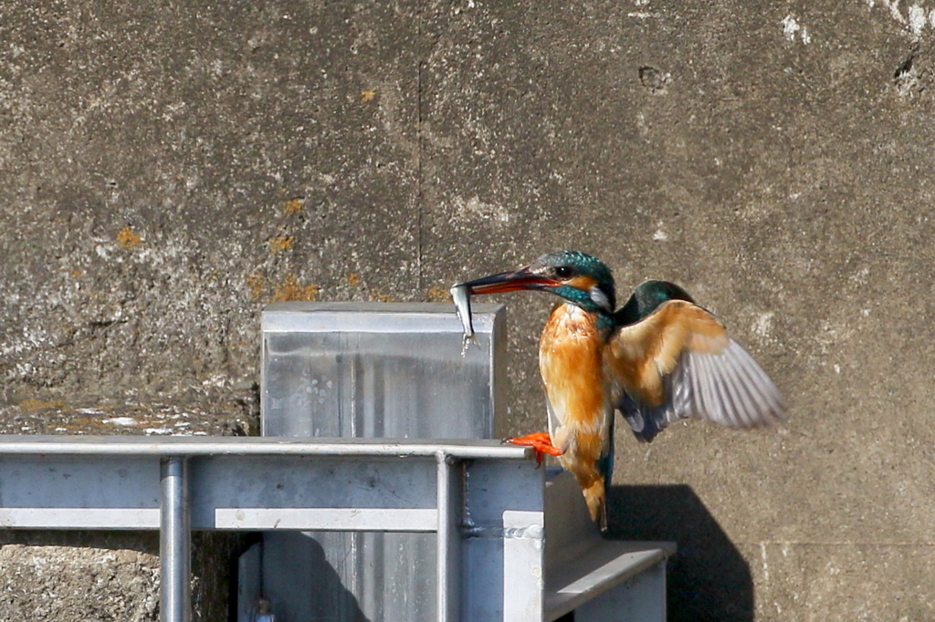 カワ子ちゃん３