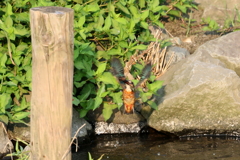 カワセミさん２