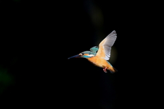 ホバ終了しました