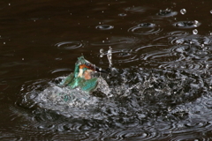 今日のカワセミ君１