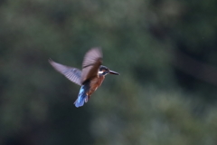今日のカワ子ちゃん　ホバ