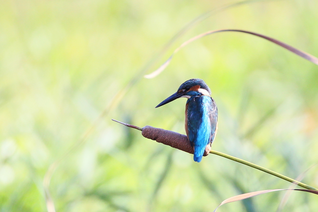 カワセミさん１