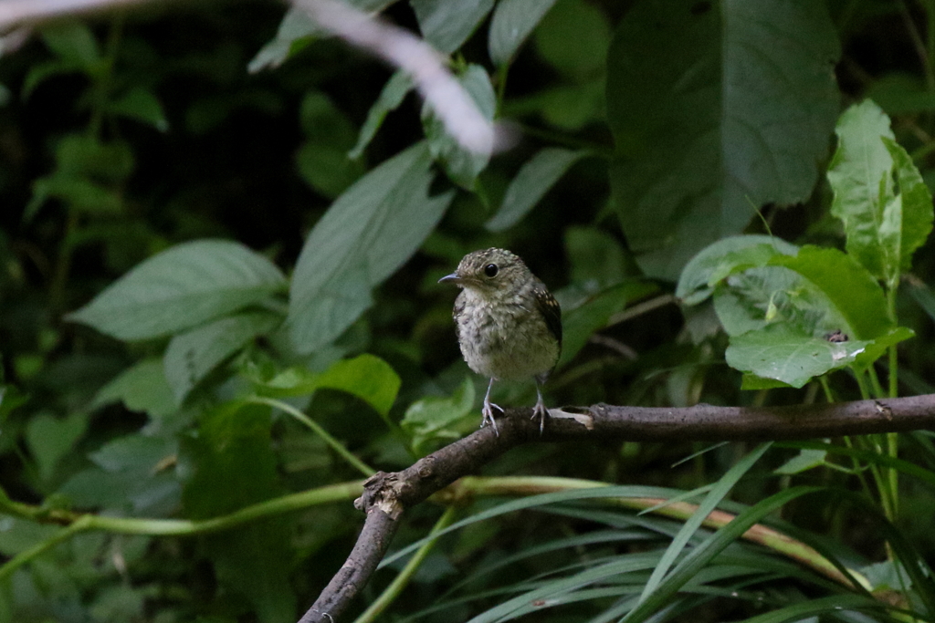 ちびタキちゃん１