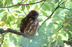 アオバズクオス