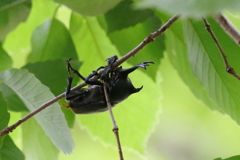 カブトムシ