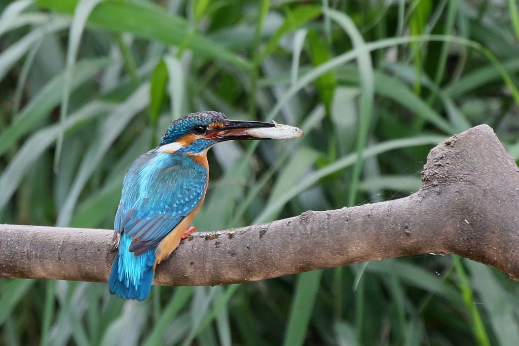 今日のパパセミ３