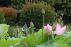 ふりむいて～
