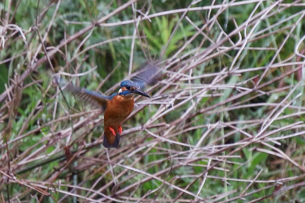 今日のカワ男君ホバ１