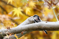 秋色エナガちゃん