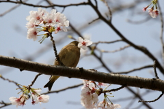 桜カワラちゃん