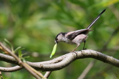 チビ達のために