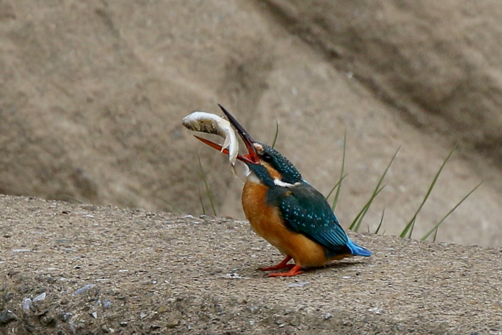 今日のカワちゃん大物