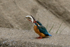 今日のカワちゃん大物