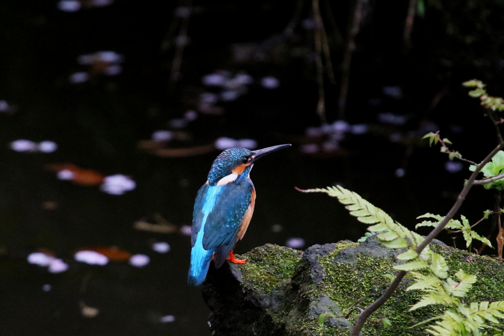 なんちゃって２