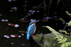 なんちゃって２