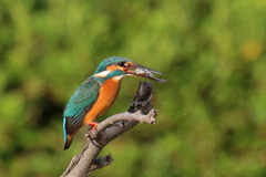 今日のカワ子ちゃん4