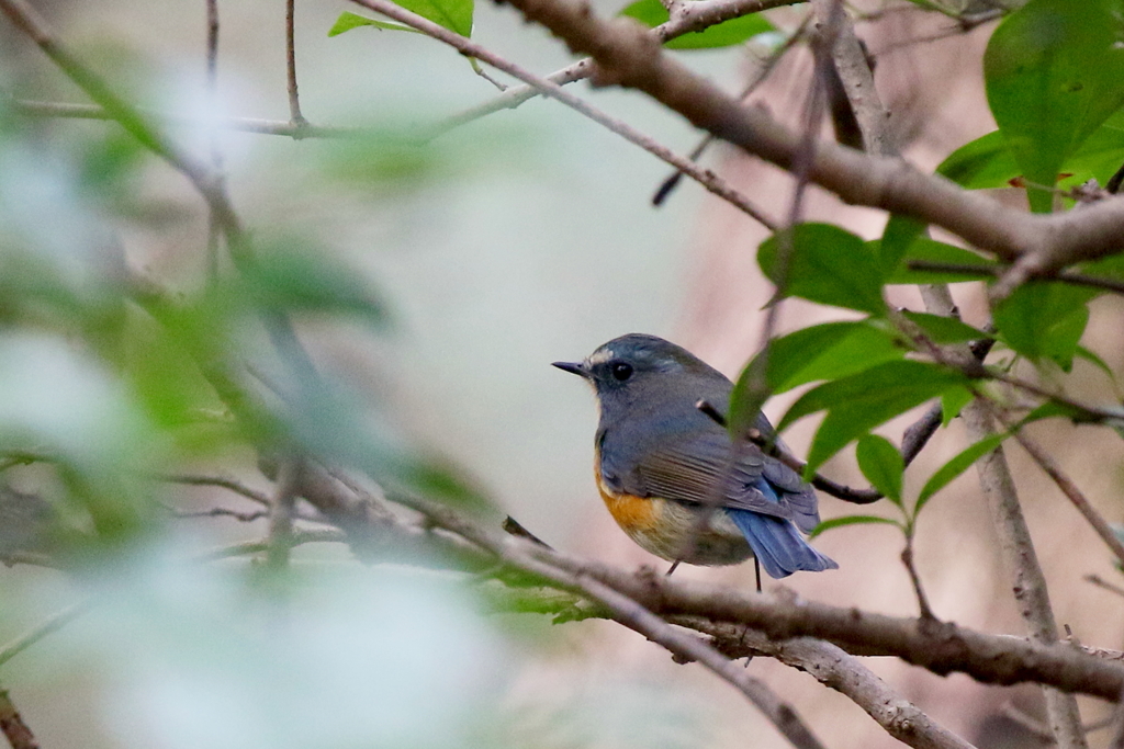 本日のルリ男君