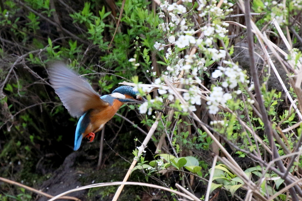 ユキヤナギ　ホバ