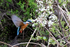 ユキヤナギ　ホバ