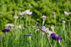 今日のチビカワ