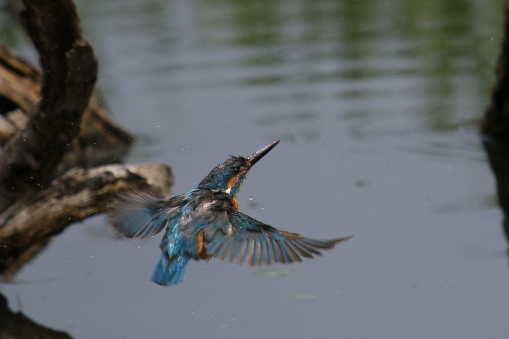 ＳＤとおちゃん２