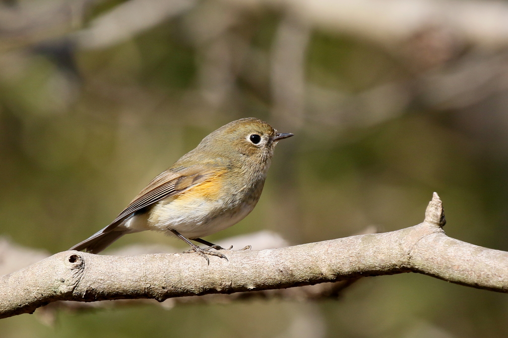 ルリお嬢さん１