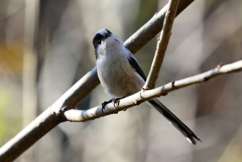 かわいいエナガさん２