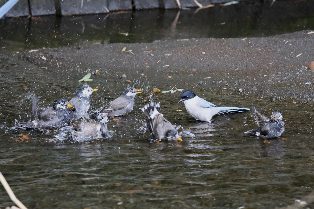 仲良く水浴び