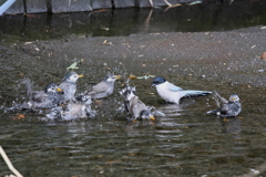 仲良く水浴び
