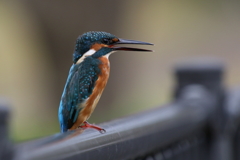 今日のカワセミ２