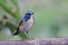 ルリビタキさん２